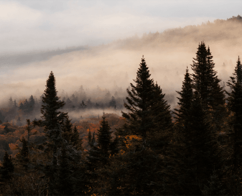 Stunning autumn mountain landscapes near Les Suites Tremblant, displaying a misty forest with dark evergreen trees in the foreground and hills covered in colorful fall foliage shrouded in fog in Mont-Tremblant, Quebec.